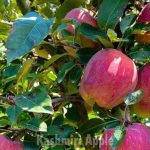 क्या भारत-अमेरिका समझौता कश्मीर के सेब उद्योग के लिए संकट बनेगा?