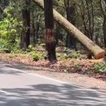 सड़कों के लिए जंगल कुर्बान, फिर किसके लिए मनाया जा रहा है हरेला?