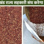 मिलेट्स मिशन: किसानों से मंडुवा ₹52.05 किलो में खरीदेगा यूसीएफ